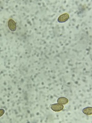 Cortinarius harrisonii