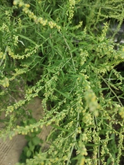 Artemisia umbrosa