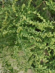 Artemisia umbrosa