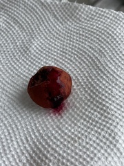 Cortinarius harrisonii