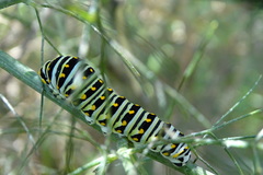 Papilio polyxenes