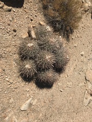 Homalocephala polycephala