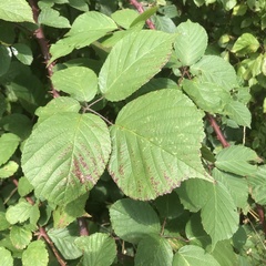 Rubus wirralensis