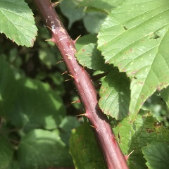 Rubus wirralensis