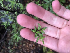 Pittosporum divaricatum
