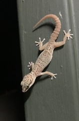 Pachydactylus monicae