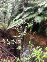 Pittosporum divaricatum