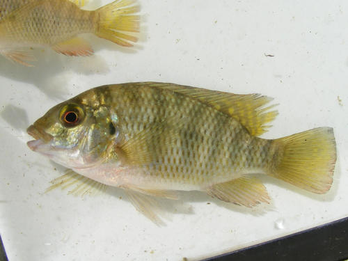 Redbreast Tilapia