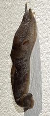 Urocyclus kirkii