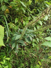 Lysimachia barystachys