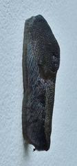 Urocyclus kirkii