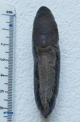 Urocyclus kirkii