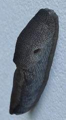 Urocyclus kirkii