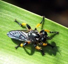 Laphriinae