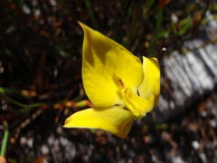 Disa tenuifolia