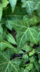 Hedera helix