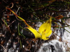 Disa tenuifolia