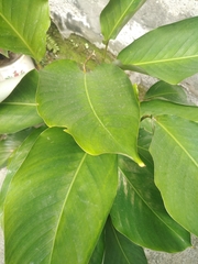 Dieffenbachia seguine