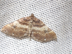 Earophila badiata