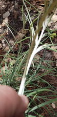 Pseudognaphalium attenuatum