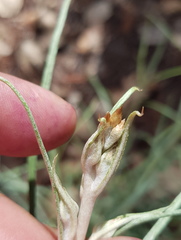Pseudognaphalium attenuatum