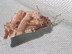 Selenia dentaria