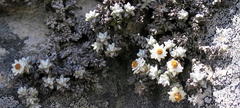Helichrysum saxicola
