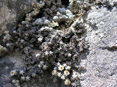 Helichrysum saxicola
