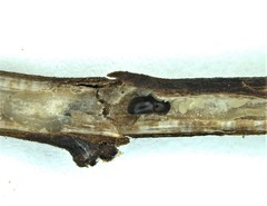 Xylosandrus compactus