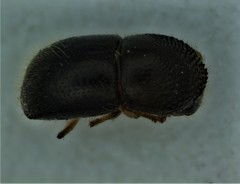 Xylosandrus compactus