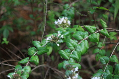 Abelia chinensis