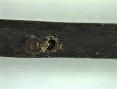 Xylosandrus compactus