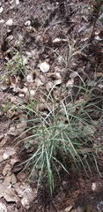 Pseudognaphalium attenuatum