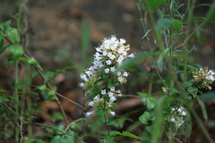 Abelia chinensis