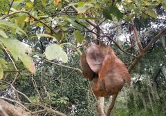 Xylosandrus compactus