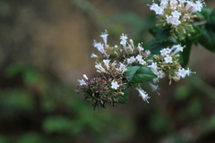 Abelia chinensis