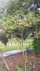 Xylosandrus compactus