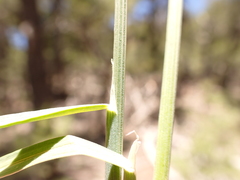 Poa fendleriana