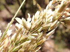Poa fendleriana