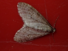 Trichopteryx carpinata