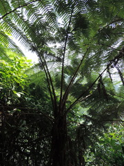 Cyathea manniana