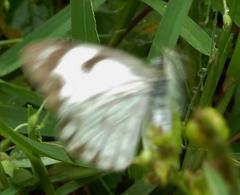 Drymaria cordata diandra