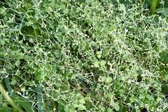 Drymaria cordata diandra