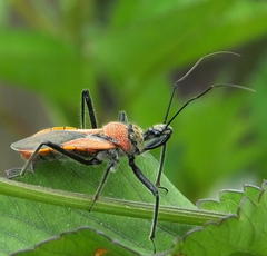Rhynocoris segmentarius