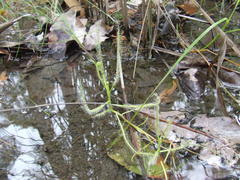 Drosera serpens