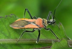 Rhynocoris segmentarius