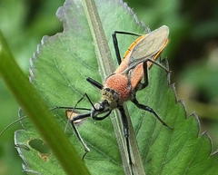 Rhynocoris segmentarius