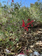 Salvia darcyi