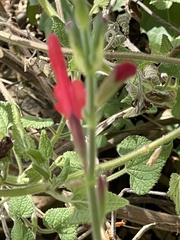 Salvia darcyi