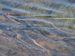 Thamnophis elegans elegans